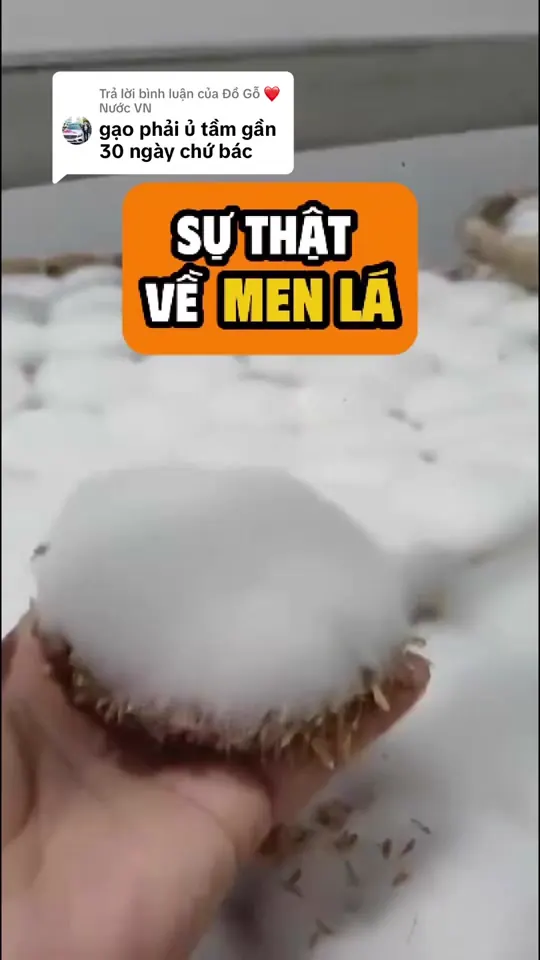 Ảnh bìa video: Cái tên men lá làm nhiều người hiểu sai