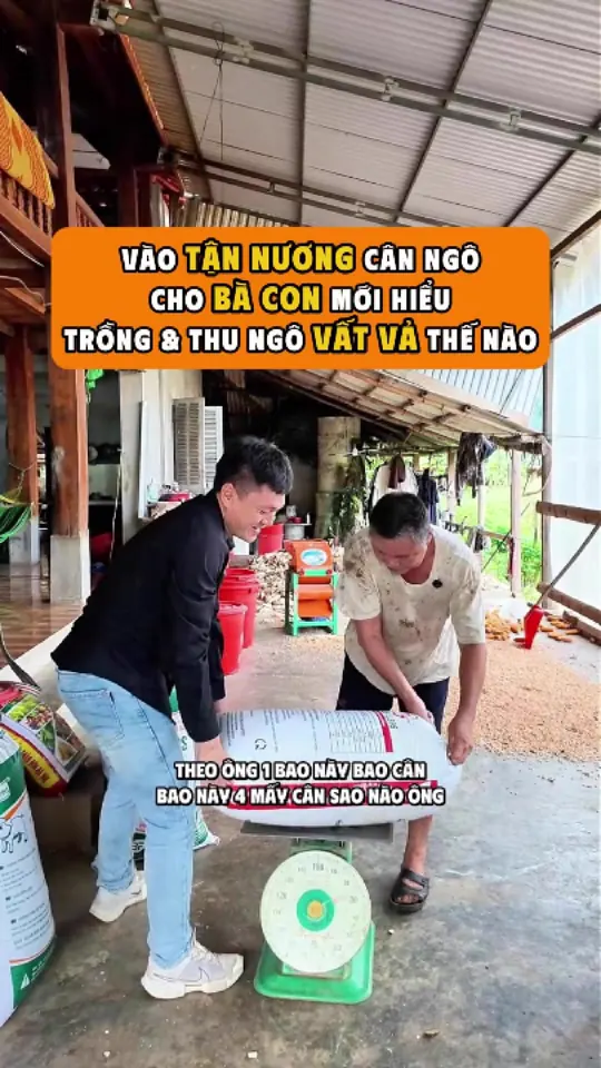 Ảnh bìa video: Theo chuyến thu mua vào tận nương: ngô phơi nắng, không thuốc bảo quản