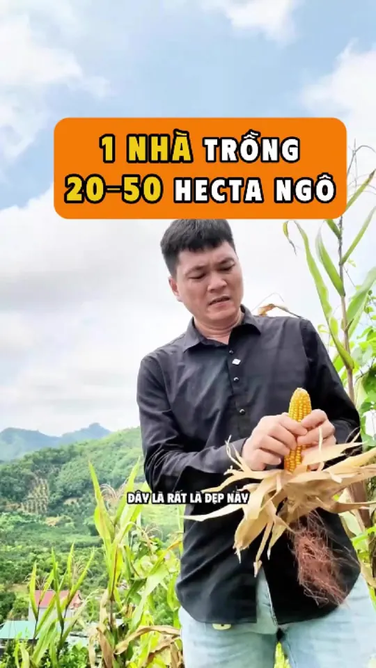 Ảnh bìa video: Ngô nương là ngô gì, vì sao phải vào tận lưng đồi mới gom được