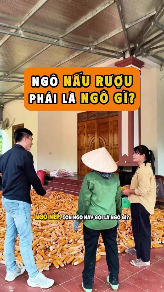 Ảnh bìa video: Ngô nào mới đem nấu được: 10 hạt phải đẹp cả 10