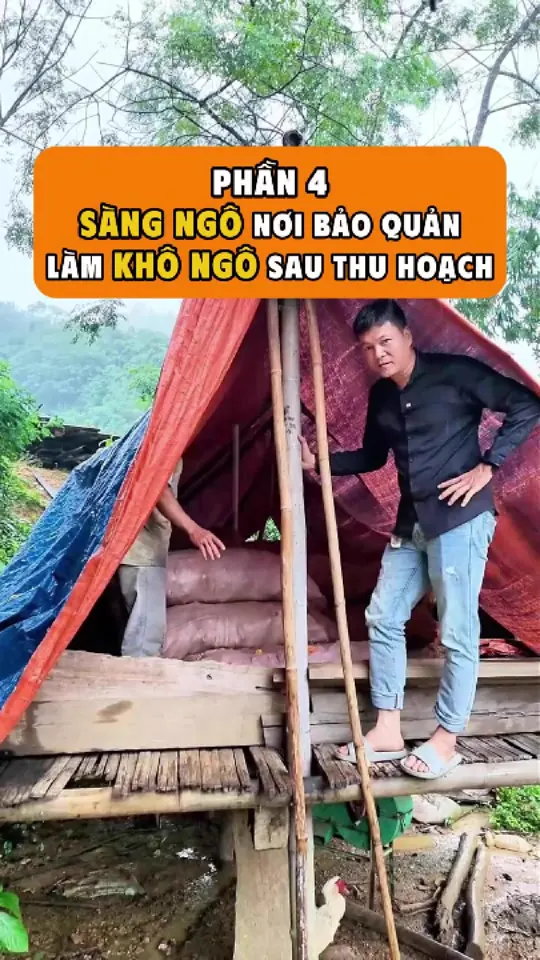 Ảnh bìa video: Sàng ngô 15 tấn: làm khô bằng nắng và quạt, không thuốc bảo quản