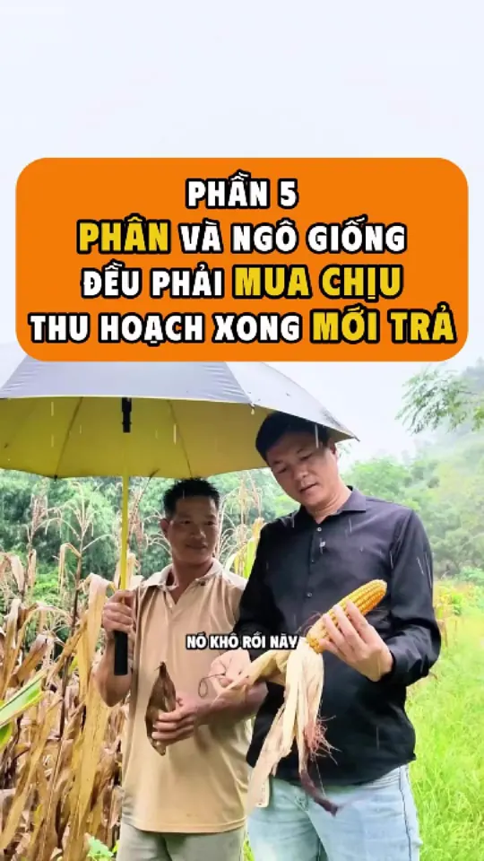 Ảnh bìa video: Phân và giống mua chịu, mưa một tuần là ngô mọc mầm