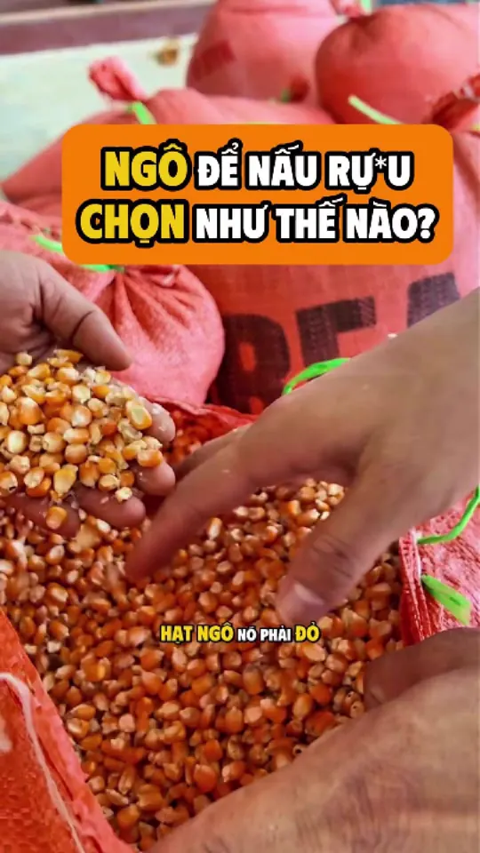 Ảnh bìa video: Thu mua ngô: hạt đen, hạt thối đầu là loại ra